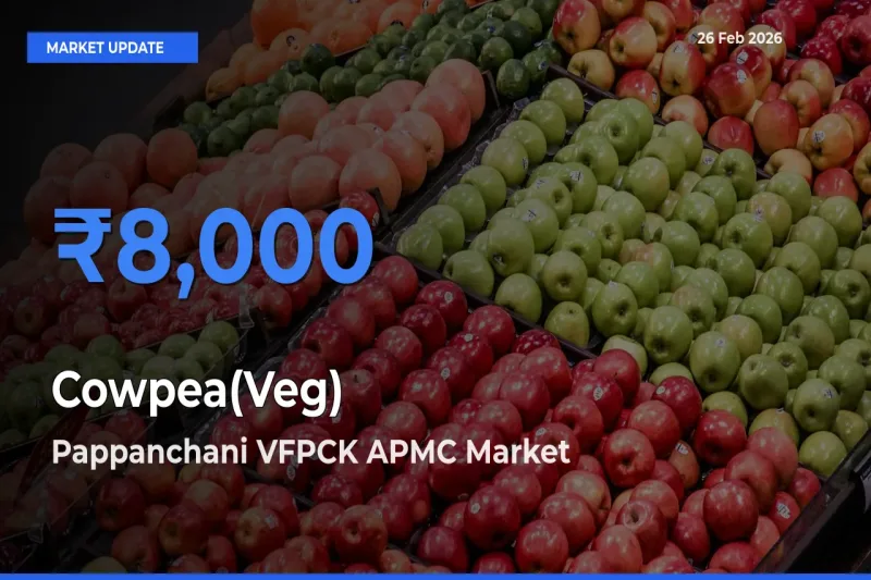 Top Performer! Pappanchani VFPCK APMC Offers Best Cowpea(Veg) Price Today