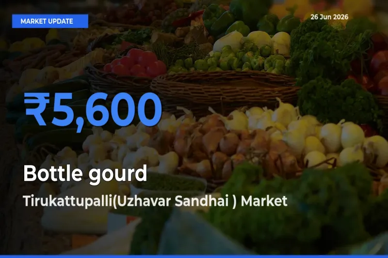 Tirukattupalli(Uzhavar Sandhai ) Leads as Top Mandi for Bottle gourd Prices