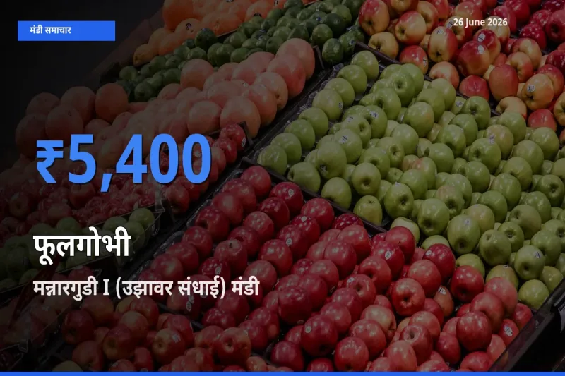 मन्नारगुडी I (उझावर संधाई) मंडी में आज फूलगोभी के सबसे ऊँचे दाम दर्ज