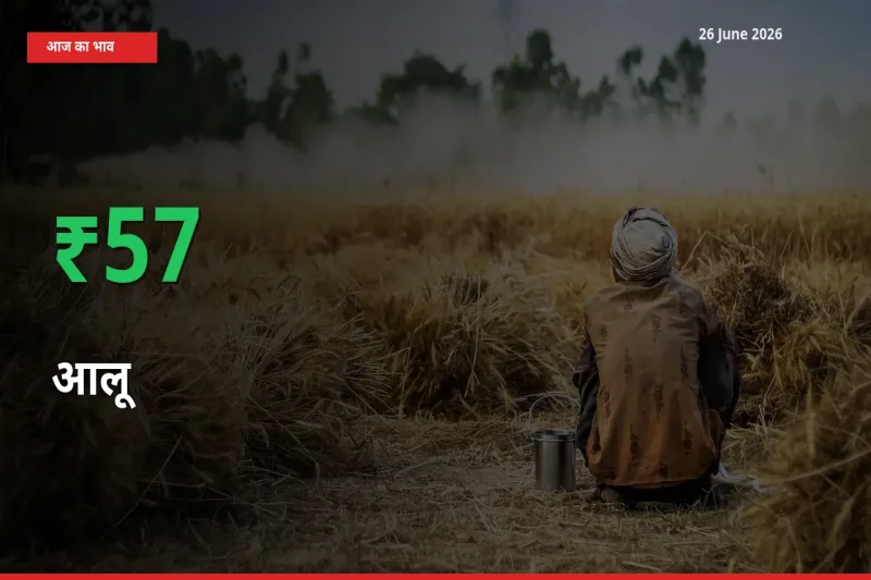 बाज़ार संकेत: आलू के भाव मंडी में 57.09% ऊपर