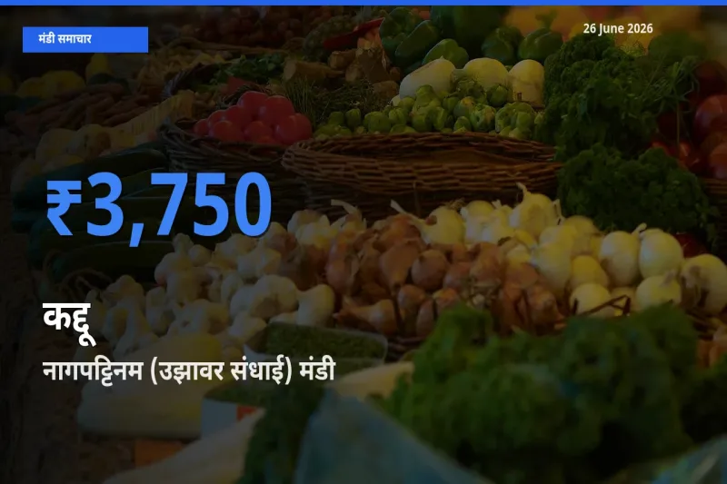नागपट्टिनम (उझावर संधाई) मंडी में कद्दू ₹3,750 पर पहुँचा – आज का सर्वोच्च भाव