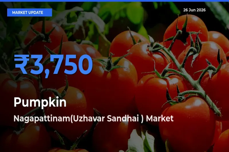 Nagapattinam(Uzhavar Sandhai ) Records Highest ₹3,750 Rate for Pumpkin