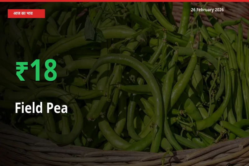 Field Pea 17.86% उछला, मंडी