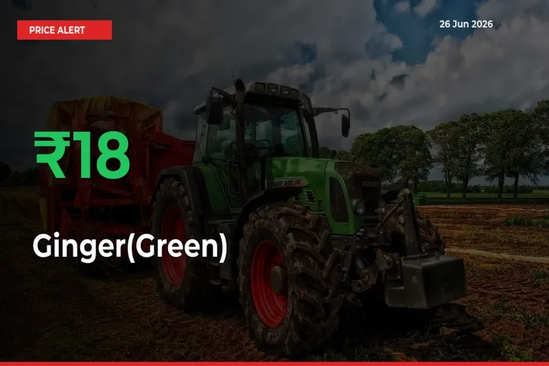 18.1% Spike in Ginger(Green) Prices – Mandi Sees Sudden Rally
