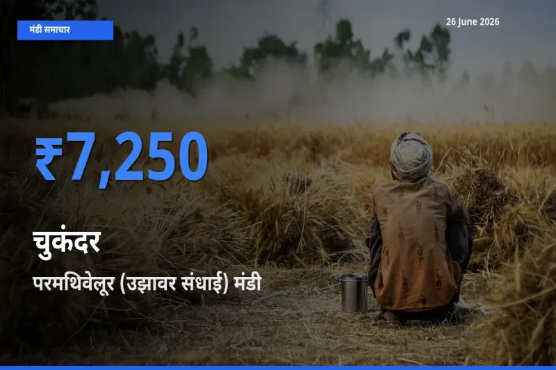 किसानों की पसंद बना परमथिवेलूर (उझावर संधाई), चुकंदर के सबसे अच्छे दाम