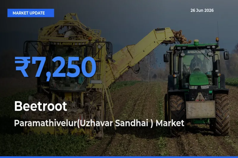 Farmers Prefer Paramathivelur(Uzhavar Sandhai ) as Beetroot Hits Highest Rate