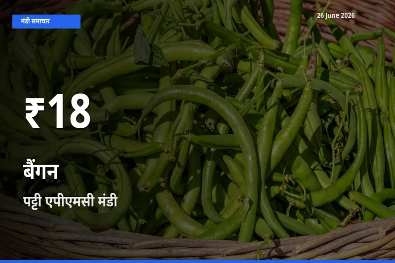 पट्टी एपीएमसी में बैंगन के दाम 30 दिन के न्यूनतम स्तर पर, आज का मंडी भाव देखें