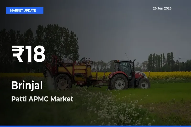 Why Brinjal Prices Slumped in Patti APMC – 30-Day Low Today