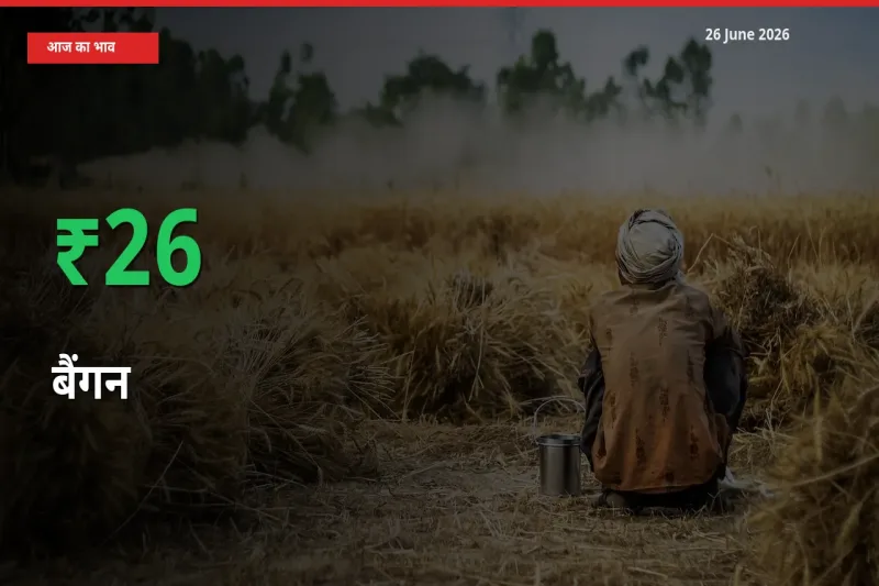 स्थानीय मंडी में बैंगन के दाम अचानक 26.46% उछले, किसान सतर्क