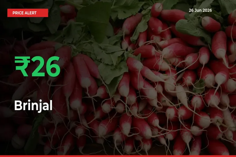 Farmers Cheer as Brinjal Prices Surge 26.46% in Local Mandis