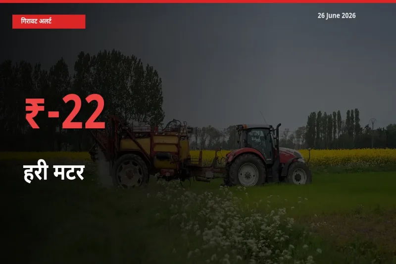 आज का मंडी भाव: हरी मटर के दाम मंडी में 21.87% नीचे
