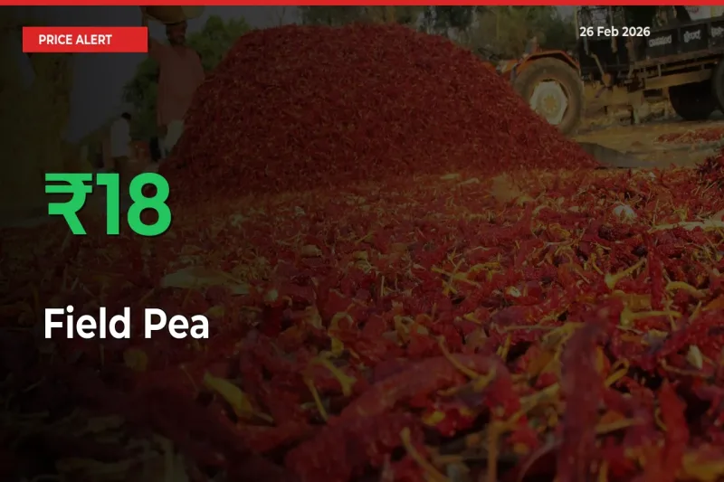 Field Pea Mandi Rate Today: Prices Jump 17.86% at Market