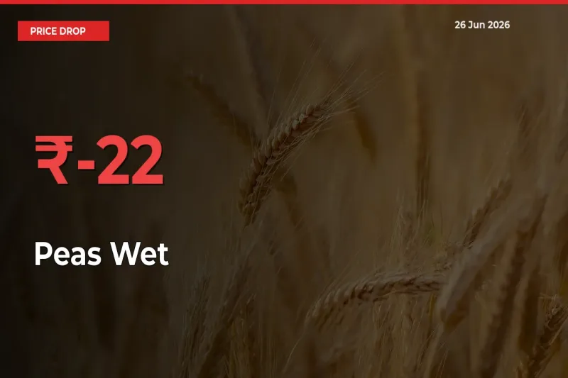 Peas Wet Falls 21.87% at Mandis