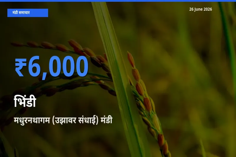 मधुरनथागम (उझावर संधाई) मंडी में भिंडी ₹6,000 पर पहुँचा – आज का सर्वोच्च भाव