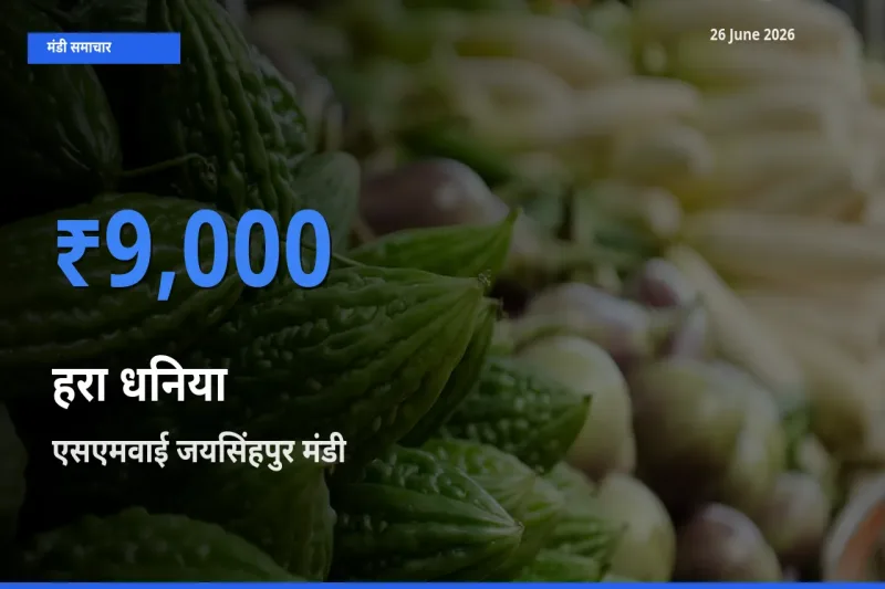 एसएमवाई जयसिंहपुर मंडी में हरा धनिया ₹9,000 पर पहुँचा – आज का सर्वोच्च भाव