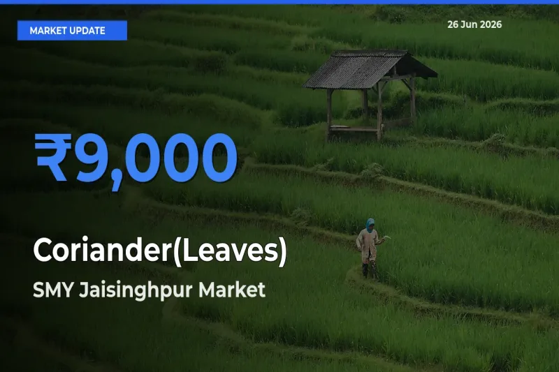 SMY Jaisinghpur Emerges as Top Mandi for Coriander(Leaves) Prices Today