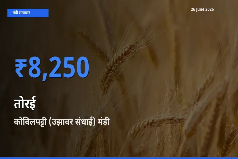 आज तोरई के सबसे ऊँचे दाम ₹8,250 कोविलपट्टी (उझावर संधाई) मंडी में