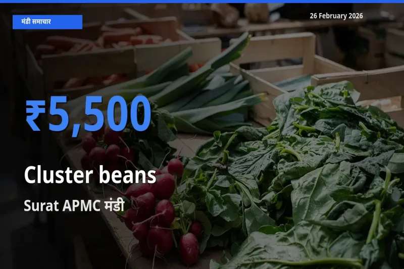 26 February अपडेट: Cluster beans के सबसे ऊँचे दाम Surat APMC मंडी में