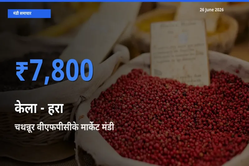 टॉप मंडी बना चथन्नूर वीएफपीसीके मार्केट! केला - हरा के सबसे ऊँचे दाम यहीं दर्ज