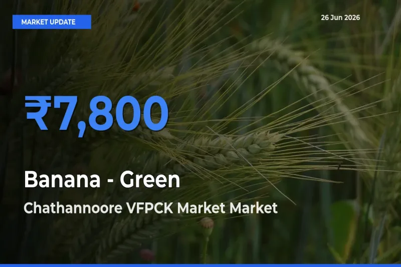 Chathannoore VFPCK Market Tops Banana - Green Rates – June 26 Market Update