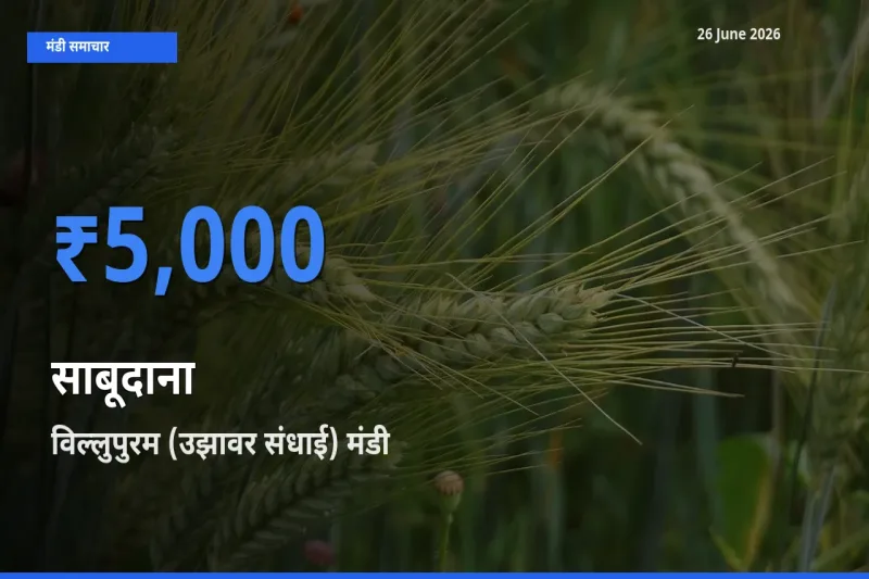 आज साबूदाना के सबसे ज़्यादा दाम विल्लुपुरम (उझावर संधाई) मंडी में दर्ज