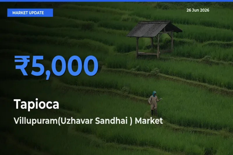 Villupuram(Uzhavar Sandhai ) Emerges as Top Mandi for Tapioca Prices Today