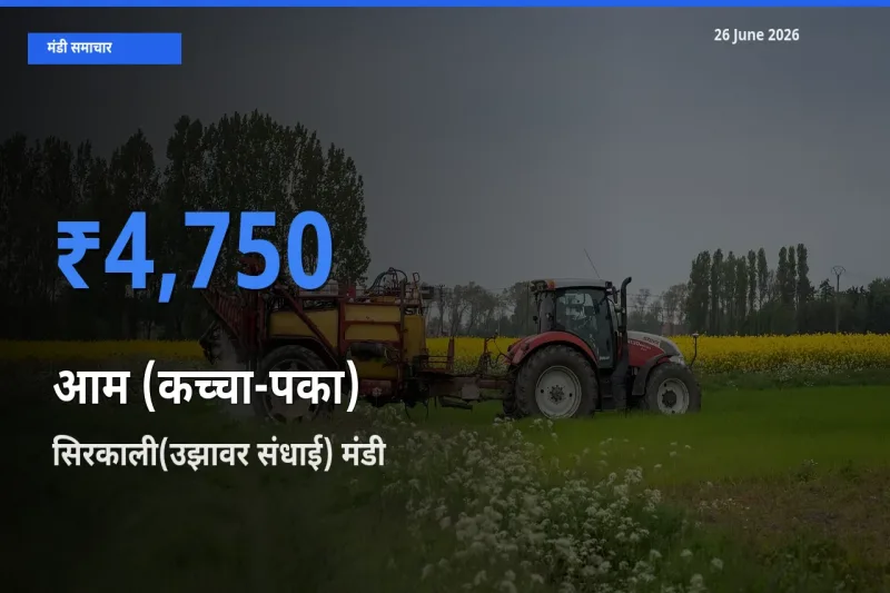 सिरकाली(उझावर संधाई) मंडी में आज आम (कच्चा-पका) के सबसे ऊँचे दाम दर्ज