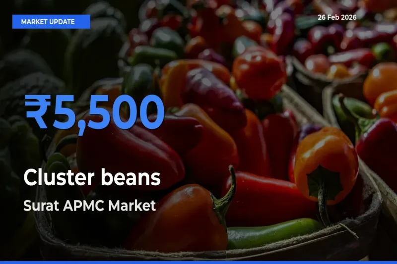 Top Performer! Surat APMC Offers Best Cluster beans Price Today