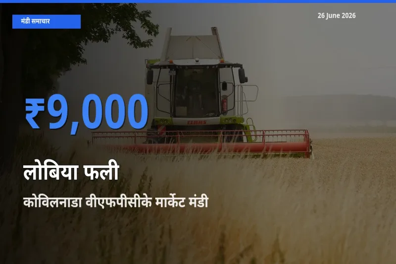कोविलनाडा वीएफपीसीके मार्केट में लोबिया फली का आज सबसे ऊँचा भाव