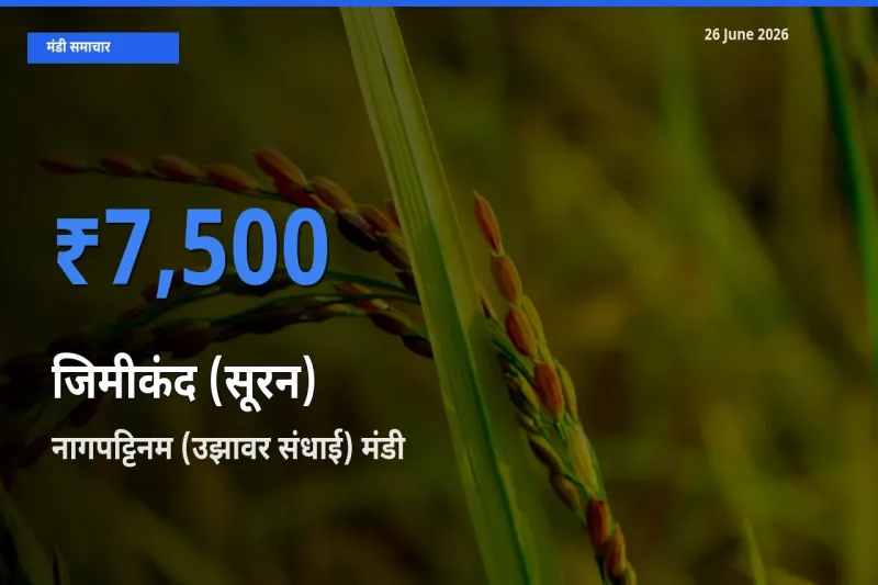 आज जिमीकंद (सूरन) के सबसे ऊँचे दाम ₹7,500 नागपट्टिनम (उझावर संधाई) मंडी में