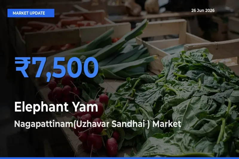 Farmers Prefer Nagapattinam(Uzhavar Sandhai ) as Elephant Yam Hits Highest Rate