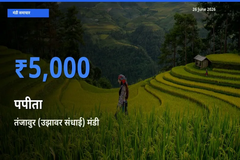 तंजावुर (उझावर संधाई) मंडी में आज पपीता के सबसे ऊँचे दाम दर्ज