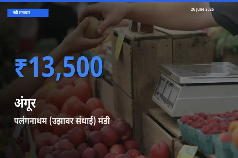 पलंगनाथम (उझावर संधाई) मंडी में अंगूर ₹13,500 पर पहुँचा – आज का सर्वोच्च भाव