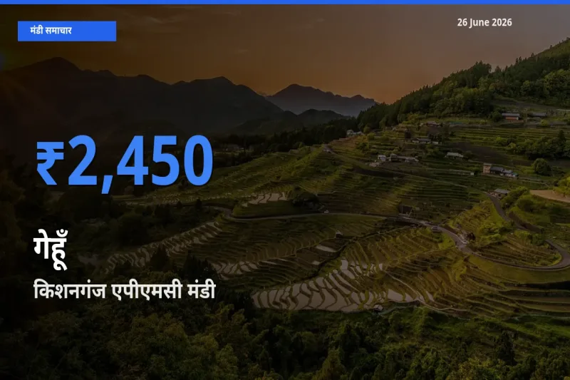 किसानों की पसंद बना किशनगंज एपीएमसी, गेहूँ के सबसे अच्छे दाम