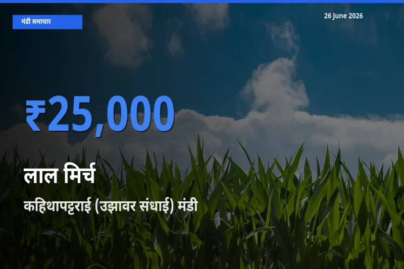आज लाल मिर्च के सबसे ऊँचे दाम ₹25,000 कहिथापट्टराई (उझावर संधाई) मंडी में