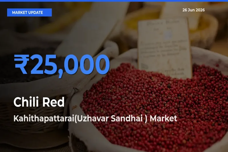 Market Watch: Kahithapattarai(Uzhavar Sandhai ) Becomes Top Mandi for Chili Red