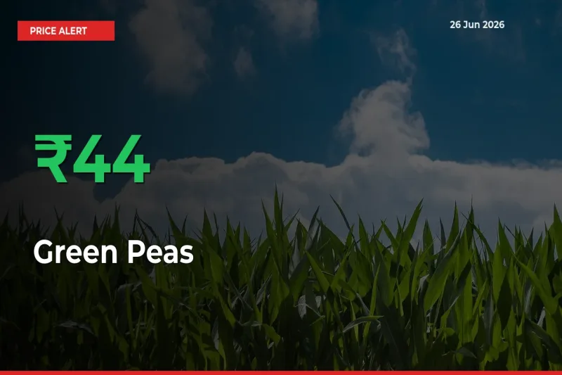Green Peas Mandi Rate Today: Prices Jump 43.9% at Market