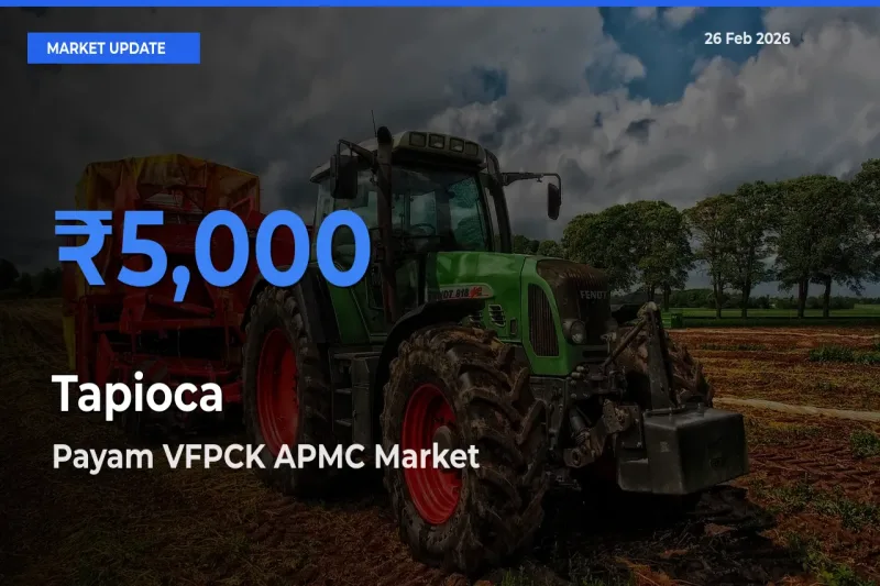 Payam VFPCK APMC Tops Tapioca Rates – February 26 Market Update