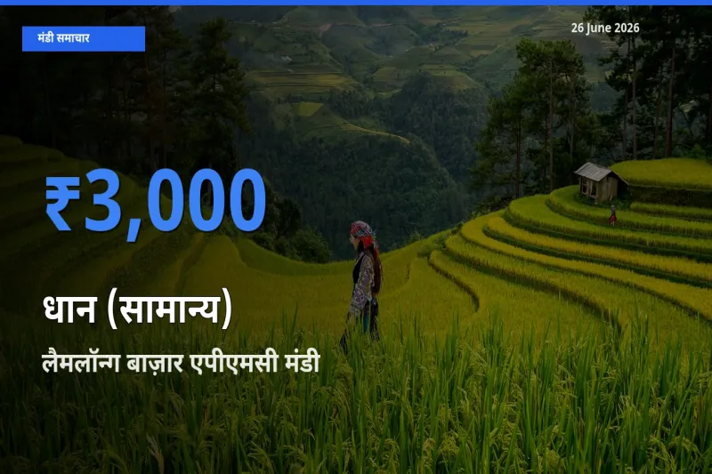 टॉप मंडी बना लैमलॉन्ग बाज़ार एपीएमसी! धान (सामान्य) के सबसे ऊँचे दाम यहीं दर्ज