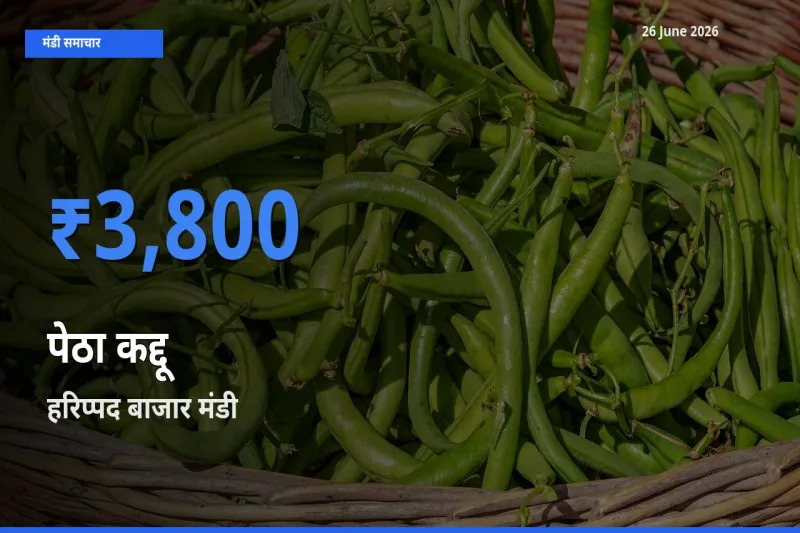किसानों की पसंद बना हरिप्पद बाजार, पेठा कद्दू के सबसे अच्छे दाम
