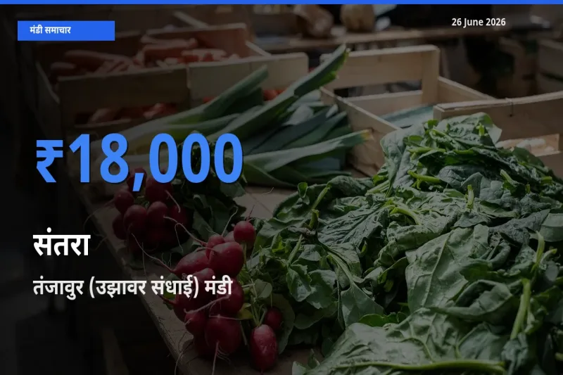26 June अपडेट: संतरा के सबसे ऊँचे दाम तंजावुर (उझावर संधाई) मंडी में