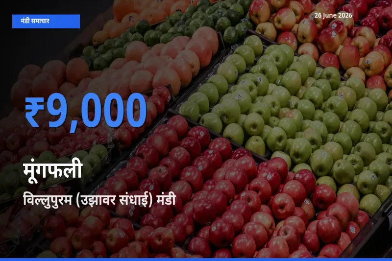 किसानों की पसंद बना विल्लुपुरम (उझावर संधाई), मूंगफली के सबसे अच्छे दाम