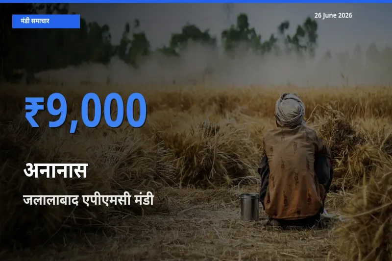 जलालाबाद एपीएमसी मंडी में आज अनानास के सबसे ऊँचे दाम दर्ज