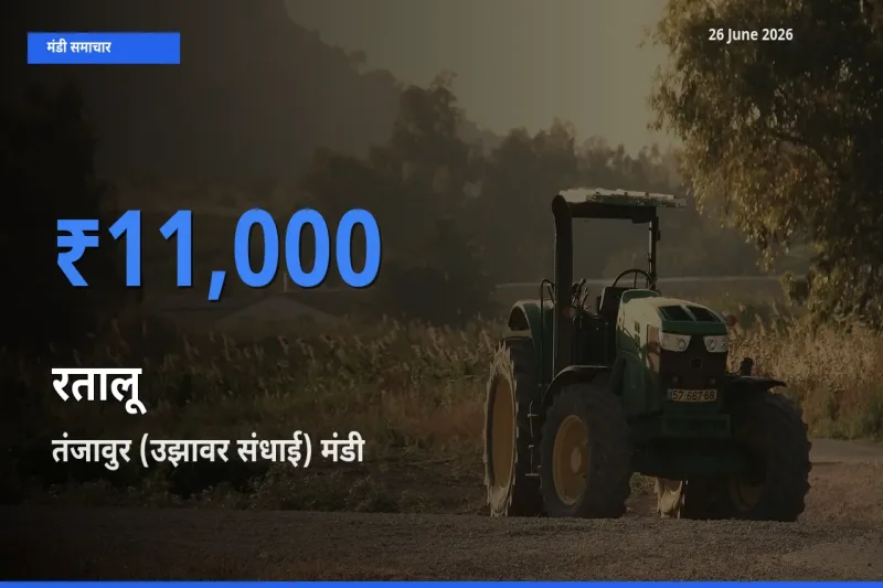 तंजावुर (उझावर संधाई) में रतालू का आज सबसे ऊँचा भाव