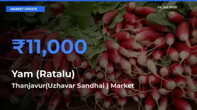 Top Performer! Thanjavur(Uzhavar Sandhai ) Offers Best Yam (Ratalu) Price Today