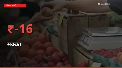 स्थानीय मंडी में मक्का के दाम अचानक 16.41% गिरे, किसानों की चिंता बढ़ी