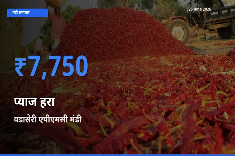 वडासेरी एपीएमसी में प्याज हरा का आज सबसे ऊँचा भाव