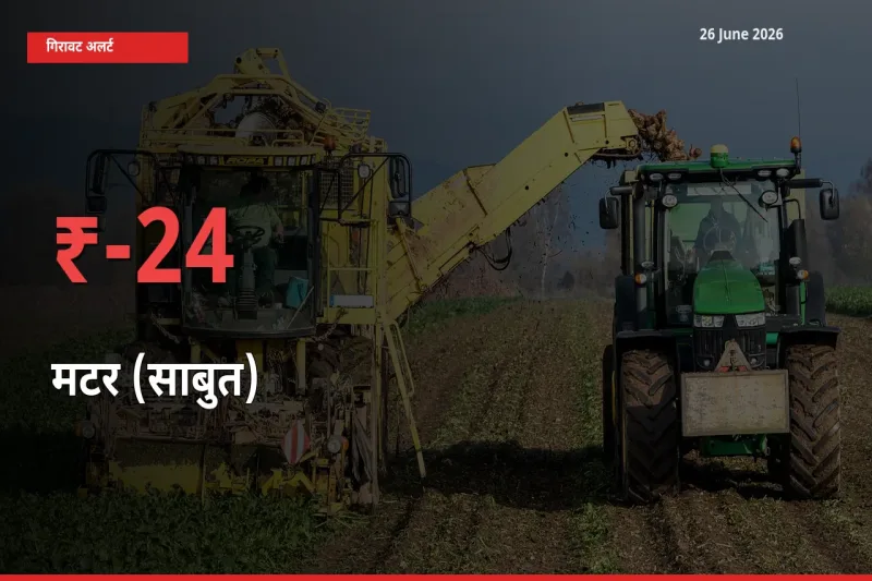 बाज़ार संकेत: मटर (साबुत) के भाव मंडी में 24.18% नीचे