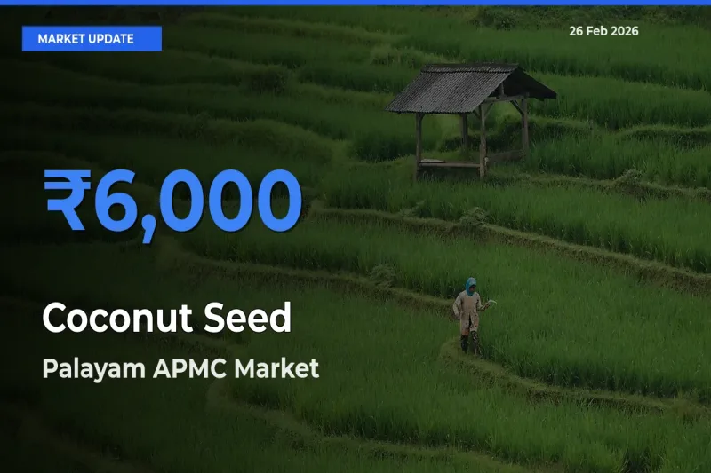 Palayam APMC Tops Coconut Seed Rates – February 26 Market Update