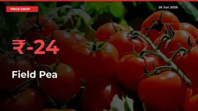 Sudden Shock! Field Pea Drops 24.18% in 24 Hours at Top Mandis